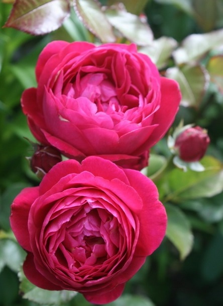 Salma